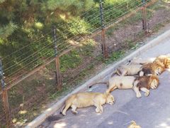 -大连森林动物园