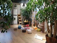 -东方名猫馆·英短金渐层布偶猫舍(环线广场1号楼店)