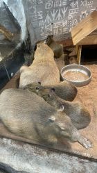 -Zoolung Zoolung动物主题公园(海信广场店)