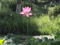 -八大山人梅湖景区