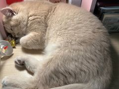 -小猫来了·猫咪专售(红山六九七九店)