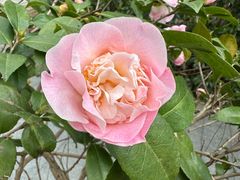 -小丫头餐厅·江浙菜·烧烤(灵隐店)