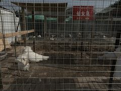 -渭南桃花源民俗文化园