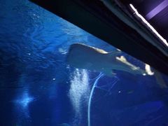 -烟台海昌鲸鲨海洋公园