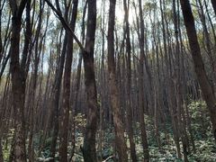 -青龙山国家森林公园