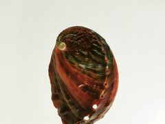 -青岛贝壳博物馆