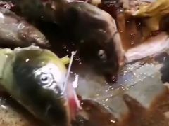 -铁锅炖灶台鱼老三炖鱼馆