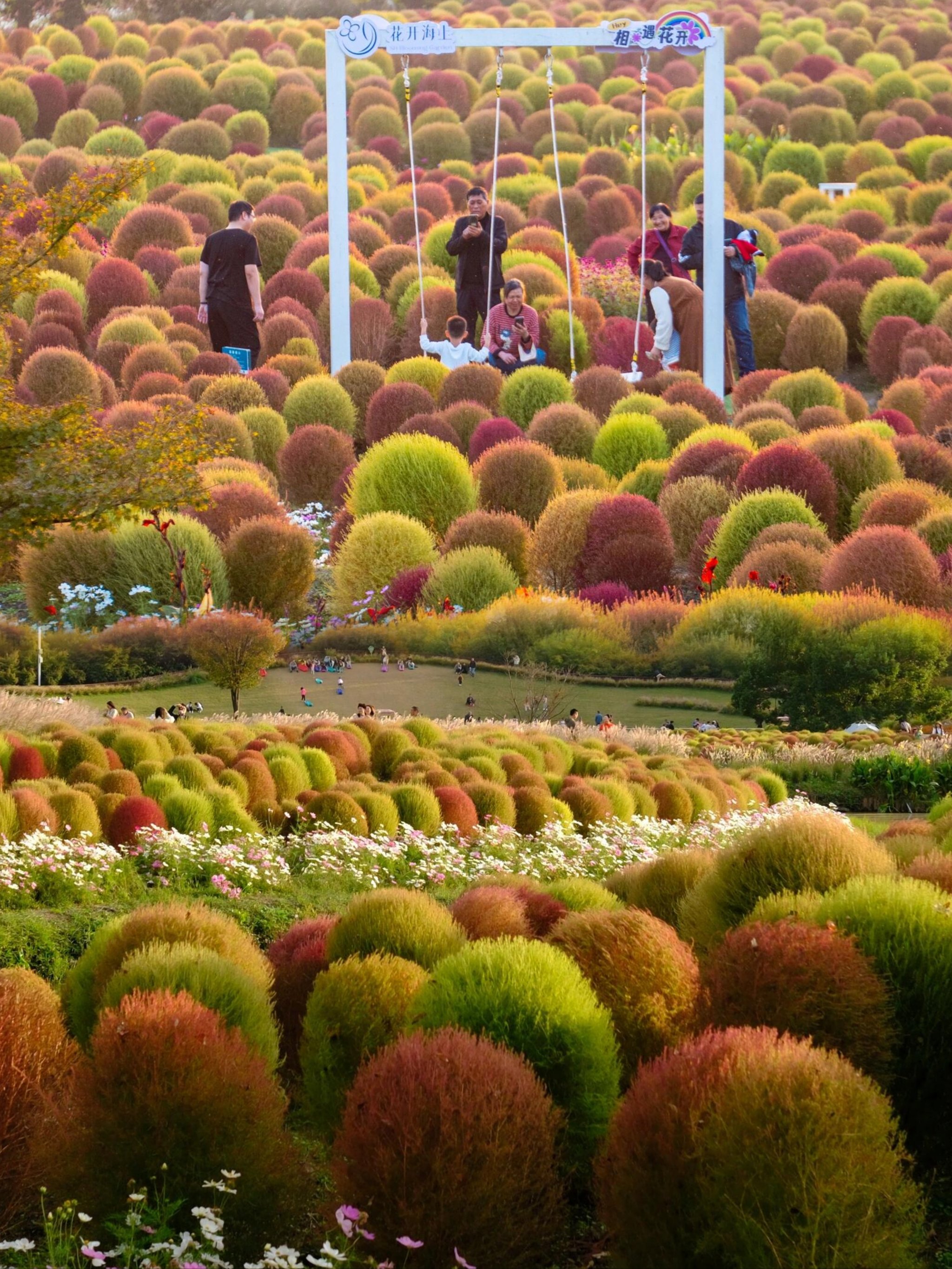 花开海上生态园花期表图片