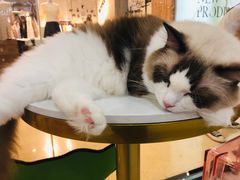 -糯米喵星人·撸猫猫舍咖啡馆(西市场嘉华店)