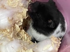 -中环花鸟鱼虫市场