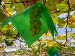 -海堤葡萄园中小学生研学基地