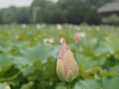 -绍兴镜湖国家城市湿地公园