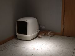 -飞行喵MR PILOT|猫舍·猫咖(静安大融城店)