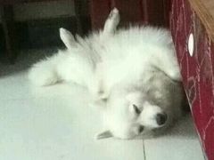 -菲丽丝宠物医院·24小时·猫科中心·免疫点(淮海分院)