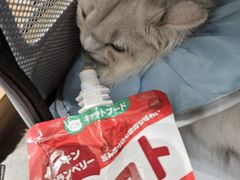 -御宝贝24h宠物医院·转诊中心·CT核磁血透中心(厦门总院)