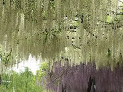 -嘉定紫藤园