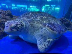 -成都浩海立方海洋公园