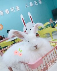-萌兔星空蹦床撸兔馆
