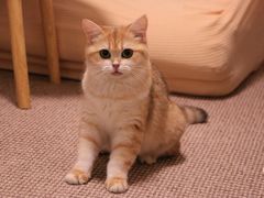 -猫大福·Fortune Cat猫舍(百子湾店)