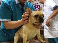 -pd派德宠物中心医院24H急重症·眼科中心·血液透析中心(嵩山北路店)