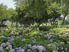 -金银湖国家城市湿地公园