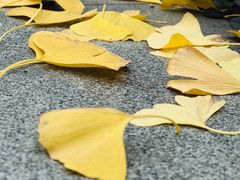 -重庆市江北嘴中央商务区中央公园