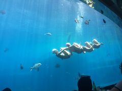 -瑞德姆美人鱼海底演艺主题餐厅(亚龙湾店)