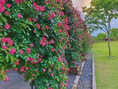 -广富林郊野公园