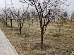 -野鸭湖国家湿地公园