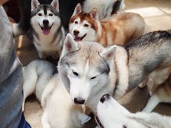 景观位-TrueLove @ Neverland (Husky Cafe)