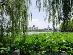 -莲花池公园