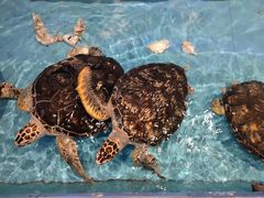 -洛阳龙门海洋馆