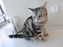 -怪兽屋·羊驼·猫咖·狗咖(俊华广场店)