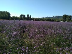 -北京东方普罗旺斯薰衣草庄园