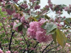 -高东镇樱花园