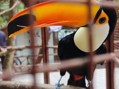 -海南槟榔谷黎苗文化旅游区