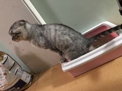-瑞派·关忠动物医院(国瑞店)