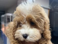 -翊宠yipet猫狗购宠庄园犬舍•猫舍