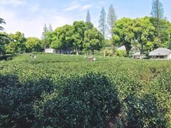 -上海佘山国家森林公园西佘山园