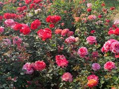 -永定河休闲森林公园