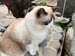 -喵屿·大理花园猫咖