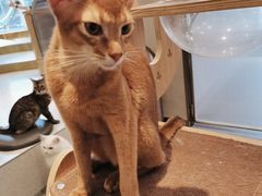 -飞行喵MR PILOT|猫舍·猫咖(静安大融城店)