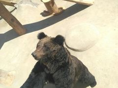 -东方熊牧场
