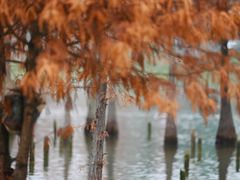 -白鹭湾湿地公园