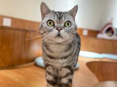 -有猫主题·治愈系猫咖(曾厝垵店)