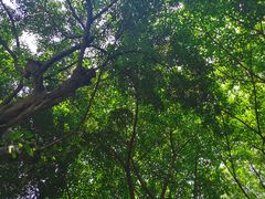 -兄弟·南瓜田鸡