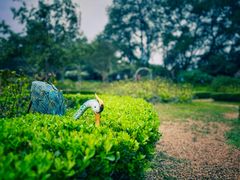 -上海共青森林公园