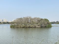-海珠湖公园