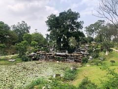 -东莞植物园