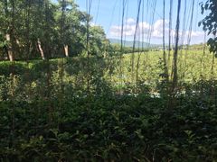 -亚龙湾国际玫瑰谷